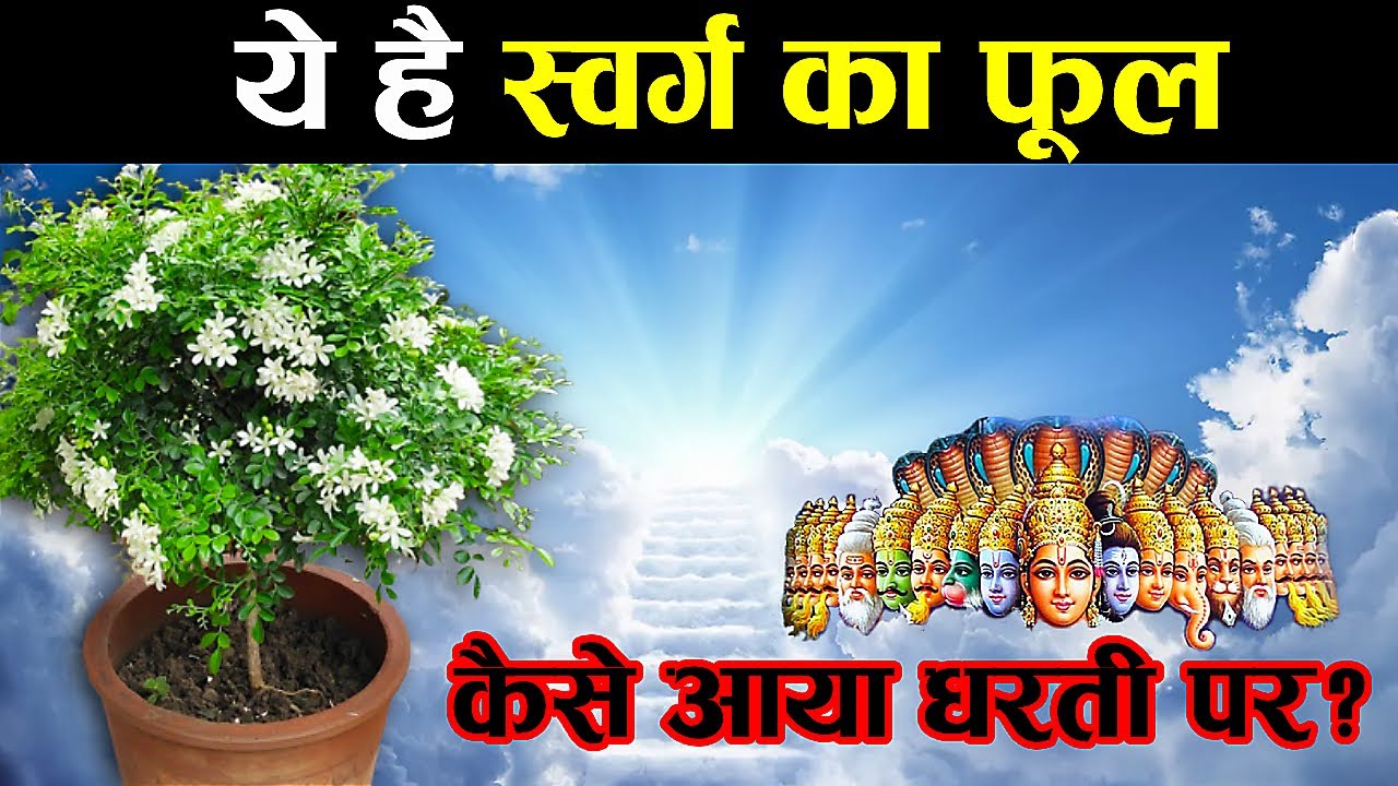 Three flowers Aparajita, Parijat and Madhukamini have come from heaven, know what is Madhukamini?