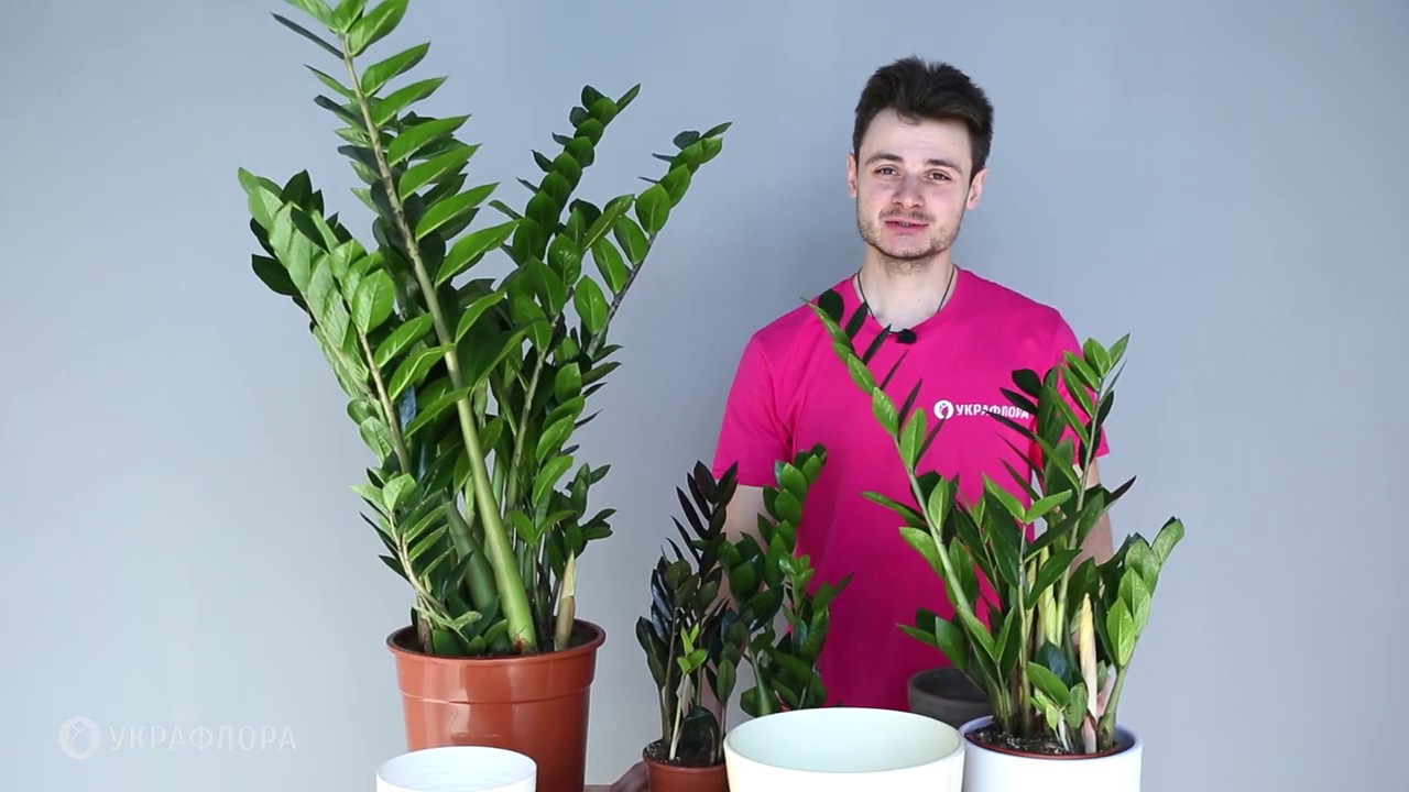 Заміокулькас 🌿 (Zamioculcas Zamiifolia). Догляд та секрети поливу.
