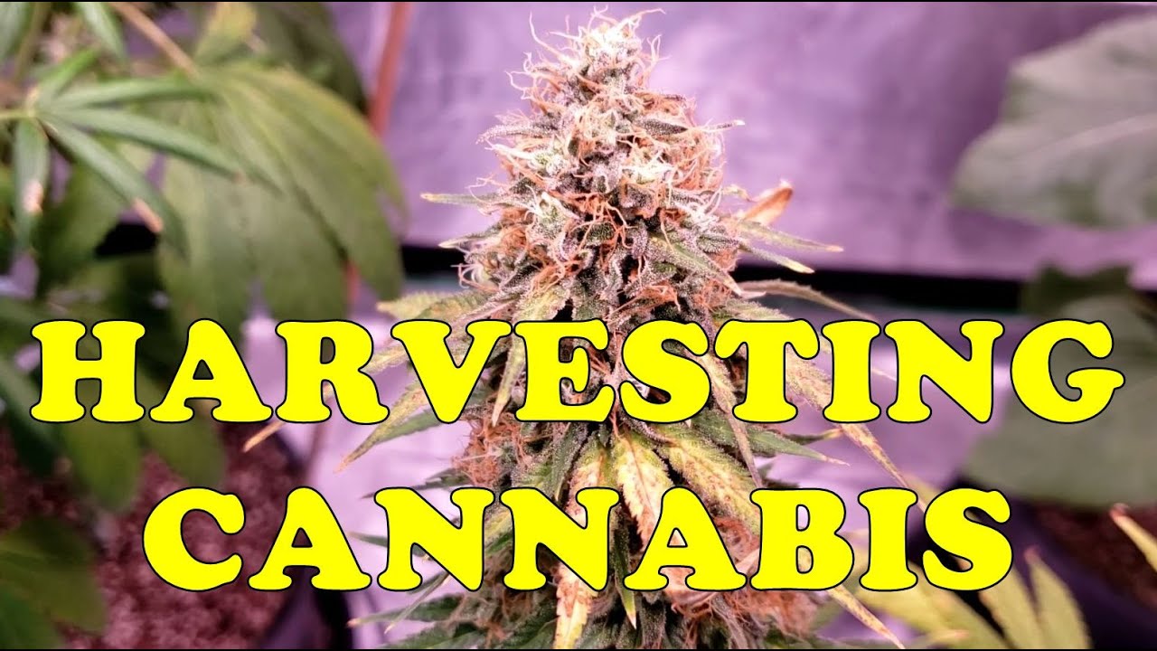 Harvesting Alaskan Purple & Big Bud Cannabis Plants