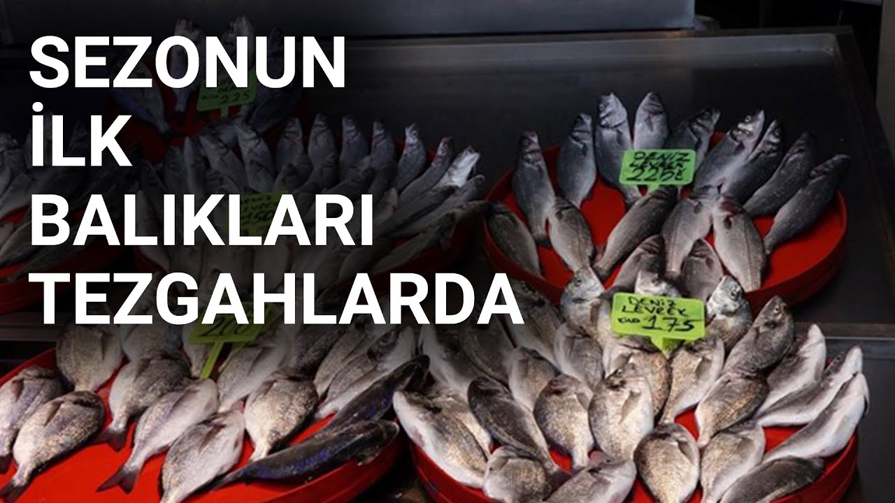 @NTV  Av sezonu bereketli başladı: İşte yeni sezonun balık fiyatları
