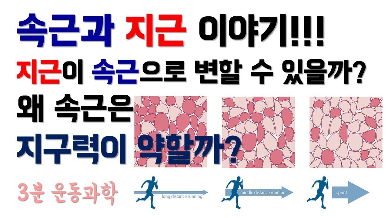 속근과 지근이야기! 속근은 왜 지구력이 약할까? 지근은 왜 근력이 약할까?