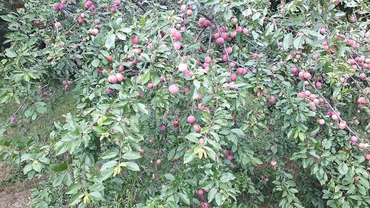 ДОМАШНЕЕ ВИНО ИЗ АЛЫЧИ.