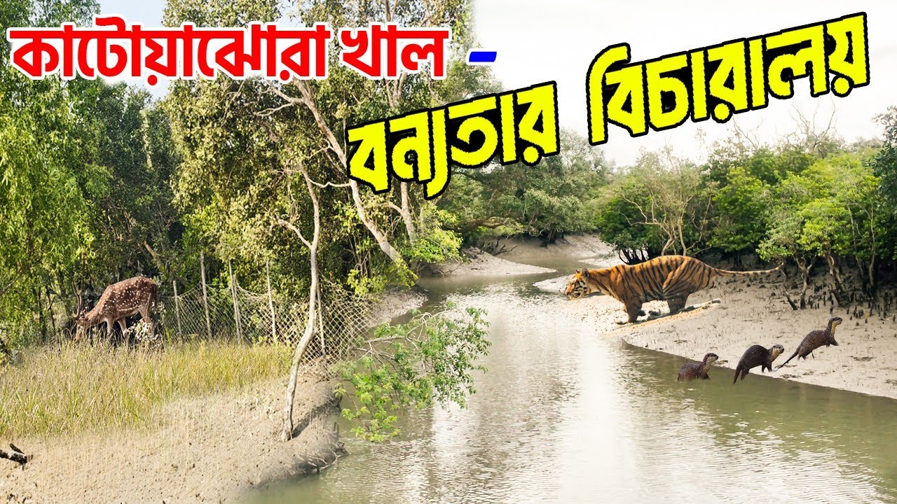 কাটোয়া ঝোরা: সুন্দরবনের ডেথ জোন! যা দেখলে শিহরিত হবেন | Sundarban danger zone | sundarban tour
