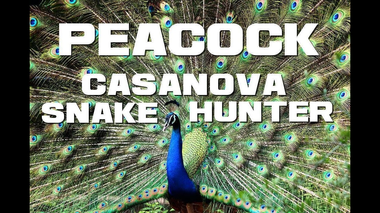 10 Peacock Facts - The Casanova Snake Hunter - Animal a Day