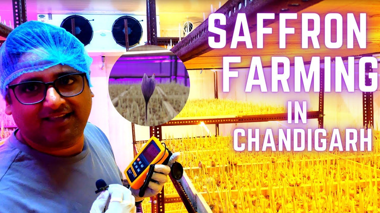 Kesar farming in Chandigarh  || Hydroponics  || Smart farming