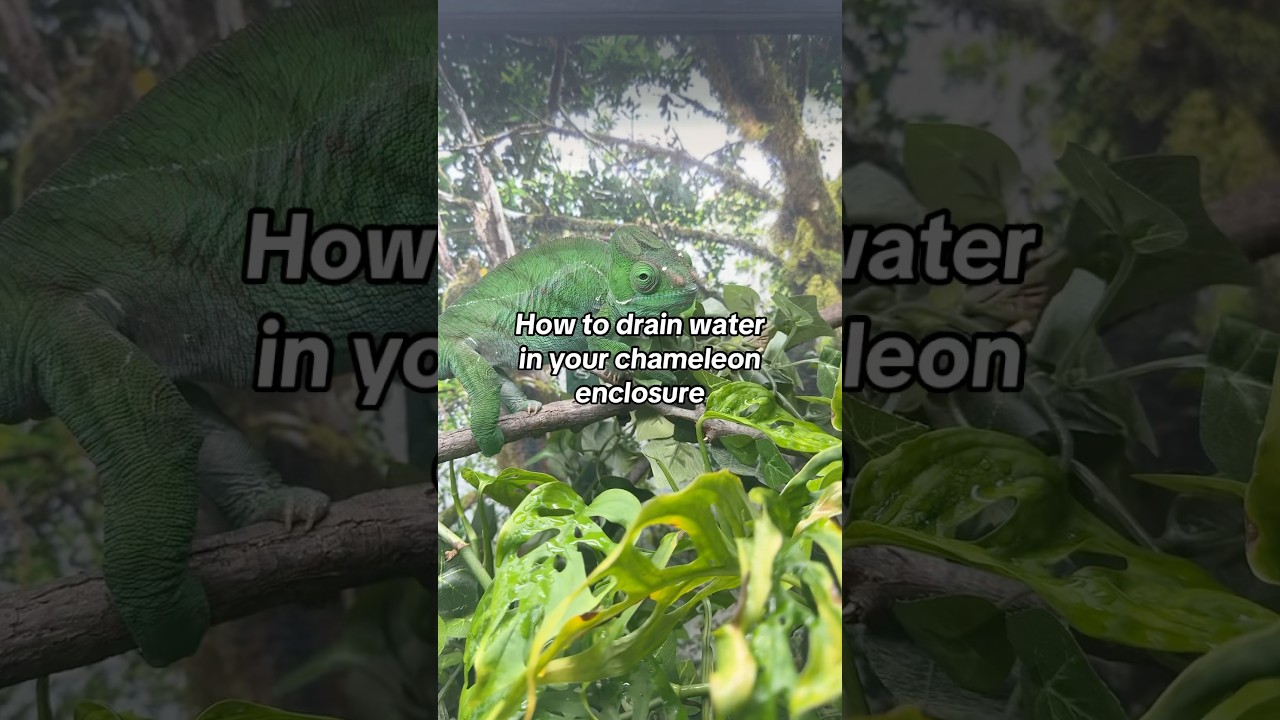 How to deal with water in your chameleon enclosure