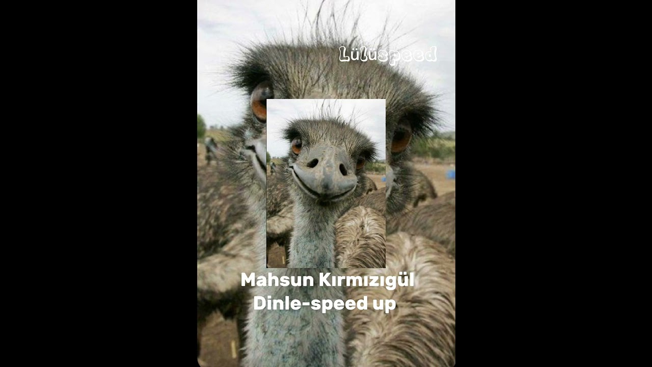 Mahsun Kırmızıgül-Dinle speed up
