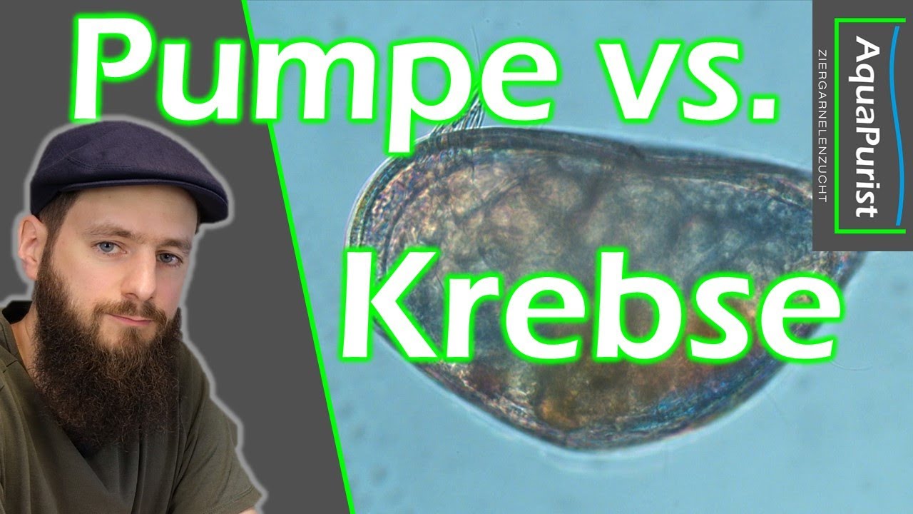 Muschelkrebs Experiment: Helfen Kreiselpumpen gegen Ostracoden?