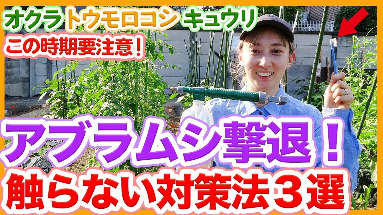 家庭菜園や農園栽培のアブラムシ対策！オクラ栽培やキュウリ栽培はこの時期要注意！触らず撃退する方法３選！/Tips for repelling aphids without touching them.