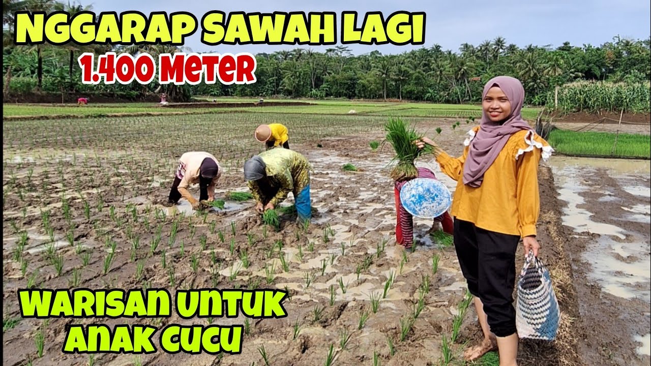 HASIL MBABU‼️TANDUR SAWAH YANG LAINNYA LAGI‼️NGIRIM SARAPAN UNTUK YANG IKUT TANDUR