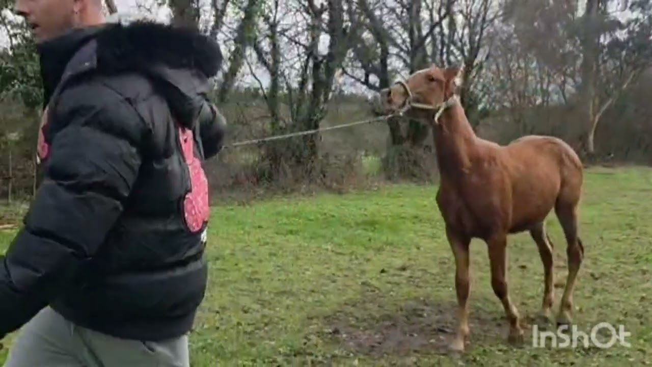 Nueva compra 🐎