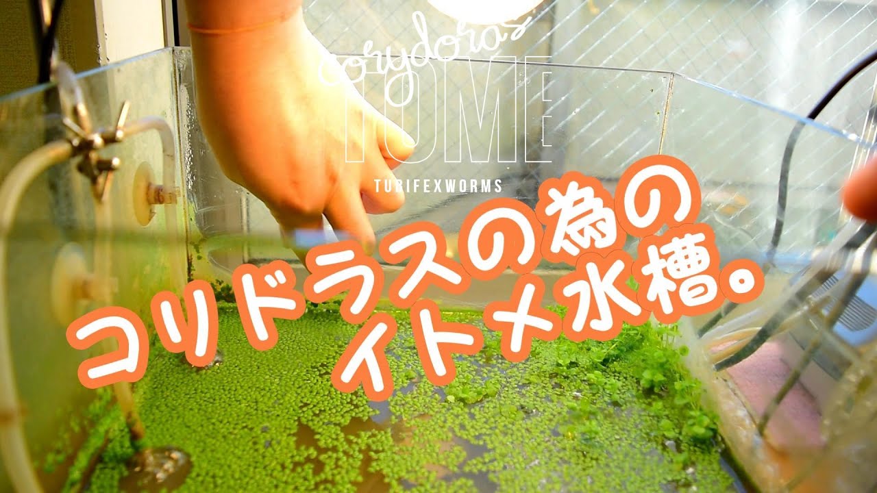 【イトメ水槽】普段の掃除【アクアリウム】