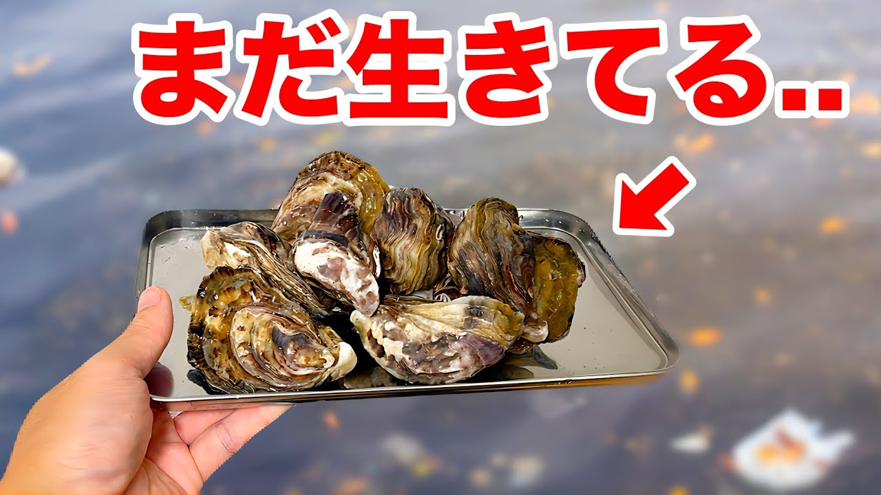 スーパーで買ったカキを汚い水槽に入れると..