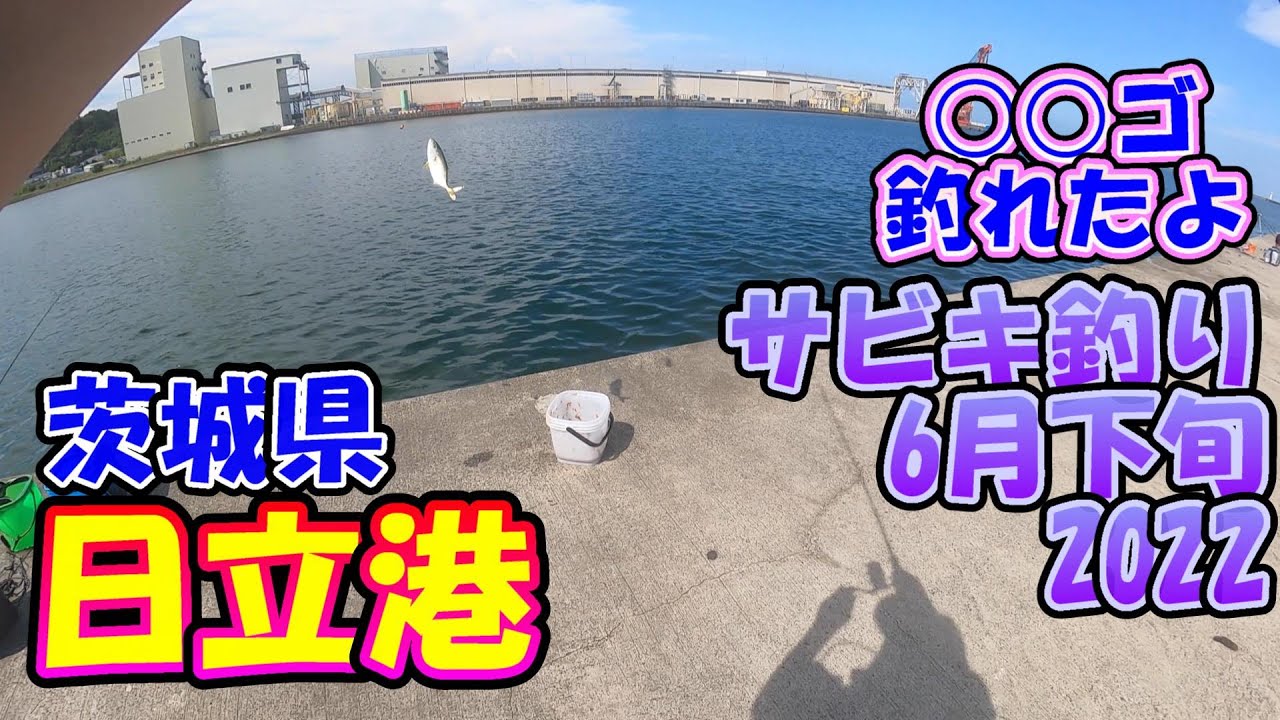 茨城県　日立港　サビキ釣り　6月下旬　散歩中の○○ゴ釣れたよ　2022