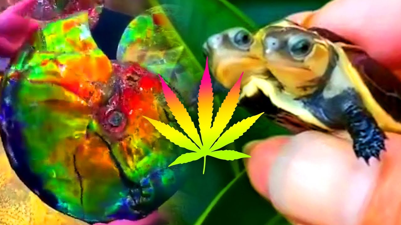 WATCH WHILE HIGH! TRIPPY VIDEO COMPILATION #13 ★ StonerVids