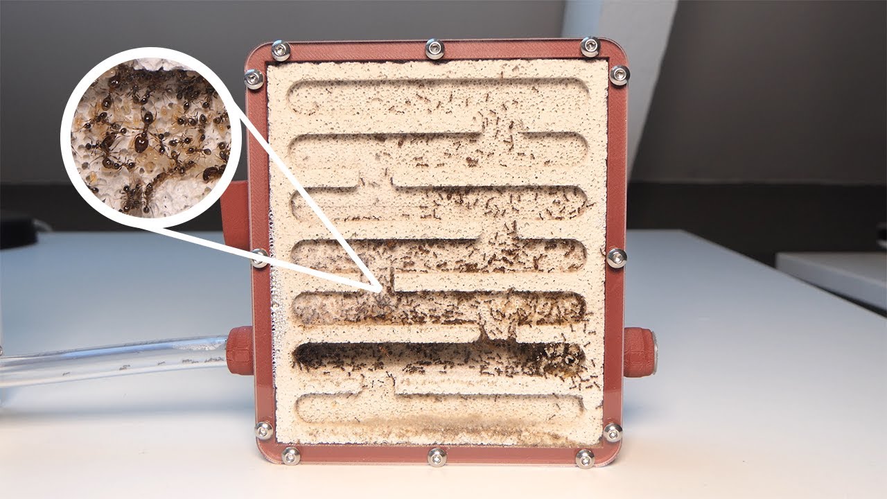 The Start Of An Empire! - Pheidole megacephala