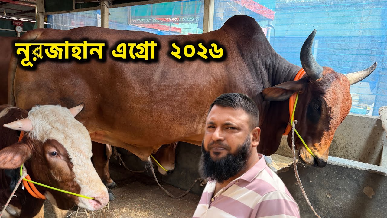 ২০২৬ কোরবানি কে সামনে রেখে নূরজাহান এগ্রো প্রস্তুতি কেমন চলছে দেখতে থাকুন । 