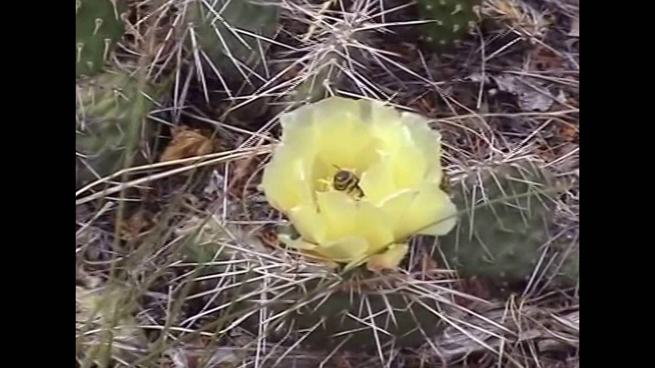 Idaho and Yellowstone Vacation 2001 (feature length!)