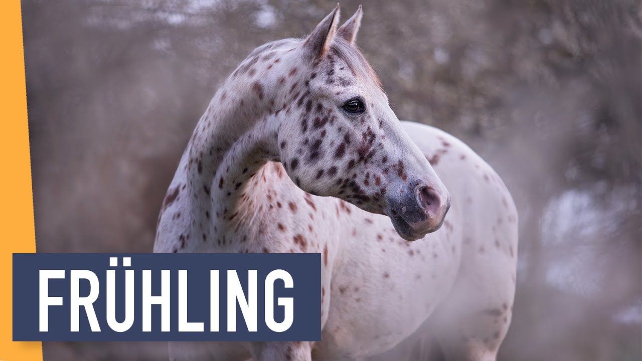 So fotografierst du Pferde im Frühling | 10 Tage 10 Fotos Staffel 2 | WIEBKE HAAS
