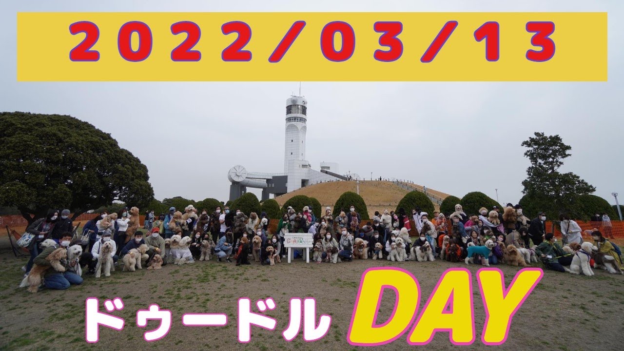 【モフモフだらけのドゥードルDAY】横浜港シンボルタワーのドッグランにドゥードルが大集合