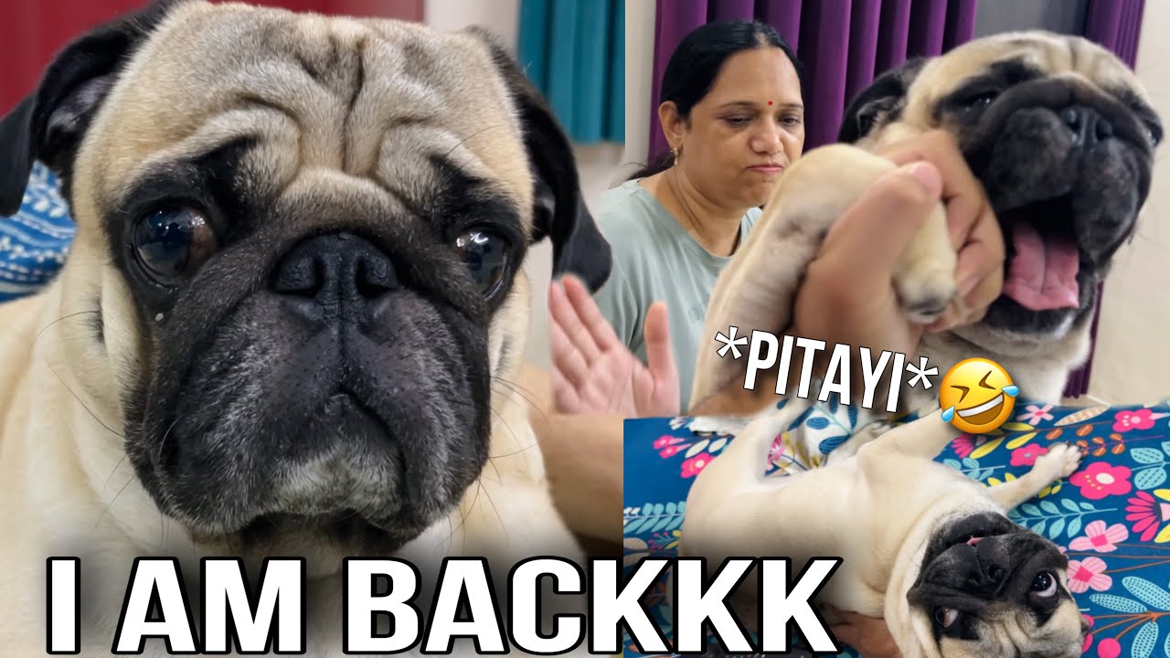 Shiro Is Backkk!!!! 😍😱*FINALLY NEW VLOG* Pug Puppy In India | Shiro The Pug | Latest Vlogs | Pug Dog