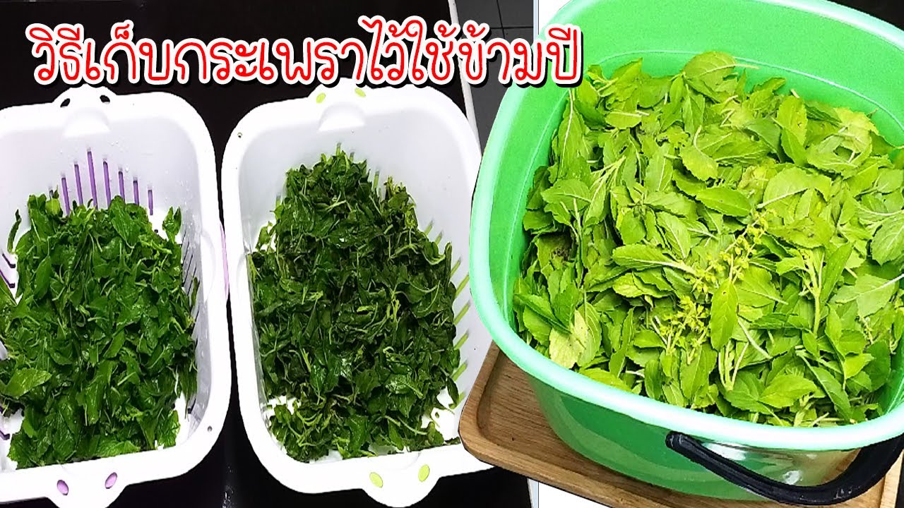 วิธีเก็บกระเพราไว้ใช้ข้ามปี เก็บง่ายๆใช้งานสะดวก จะแพงแค่ไหนเราก็มีกระเพรากิน Asia Food Secrets
