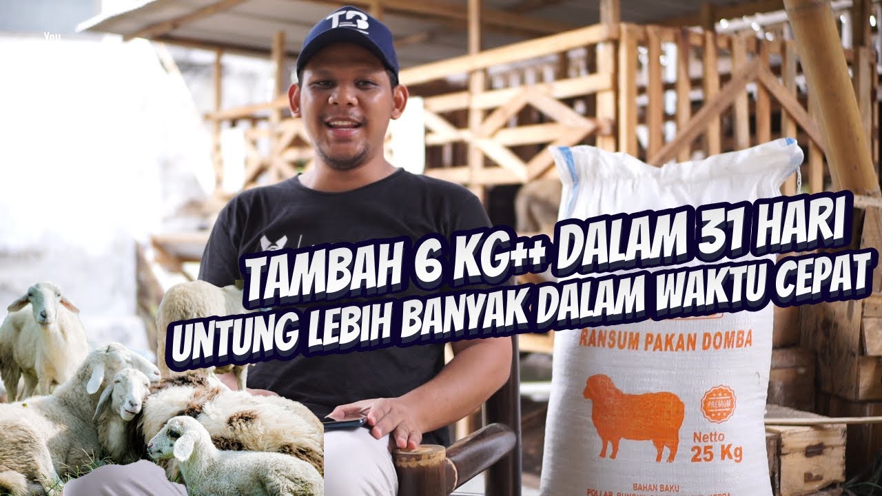Penggemukan Domba Panen Lebih Cepat Dan Untung Lebih Banyak. Bobot nambah 6Kg++ dalam 31 Hari