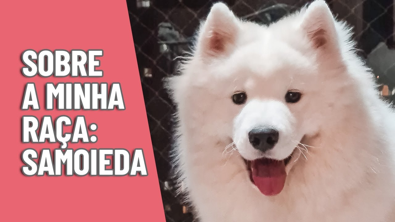 Conheça a raça SAMOIEDA!