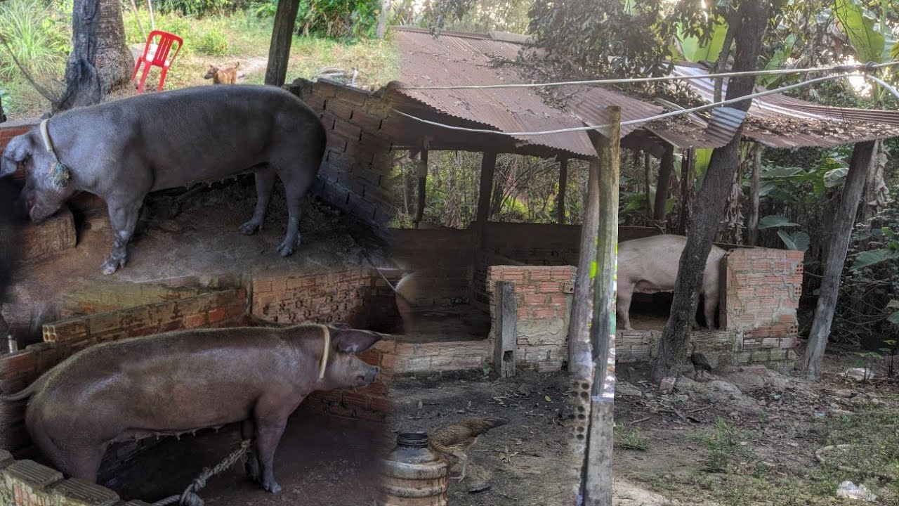 Pig's life in farm | Khmer Nature & Pigs