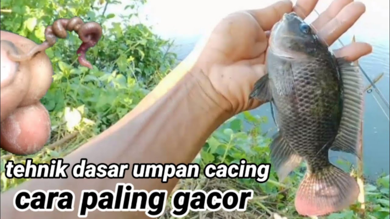 Mancing nila umpan cacing pakai tehnik dasaran sangat gacor