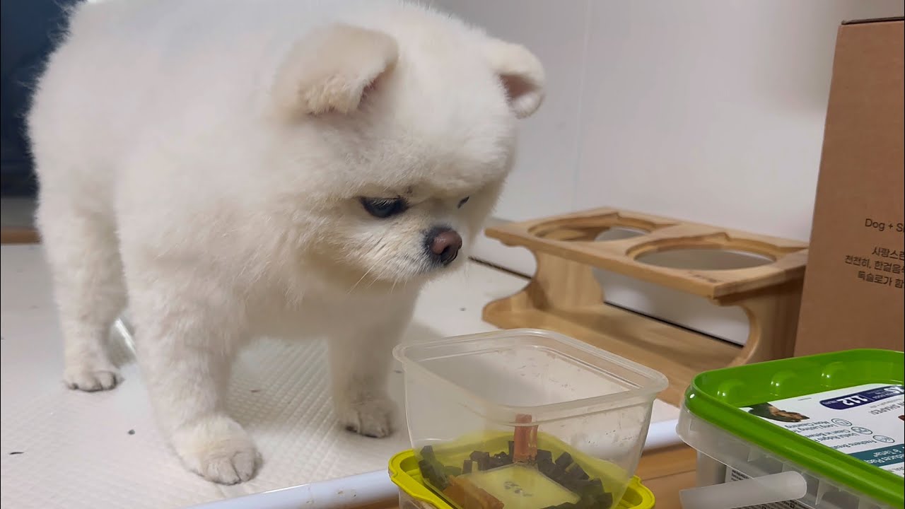 손에 닿는 곳에 간식통을 열어뒀더니 강아지의 예상 못한 반응..