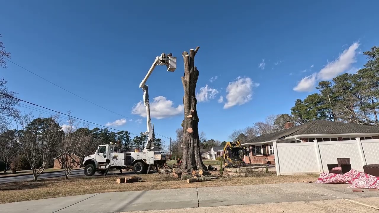 Giant Willow Oak Down Safely