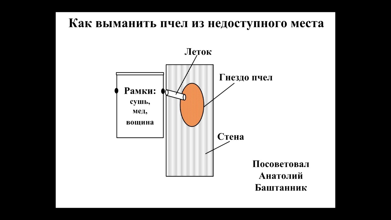 Как выманить пчел которые поселились в стене или другом недоступном месте