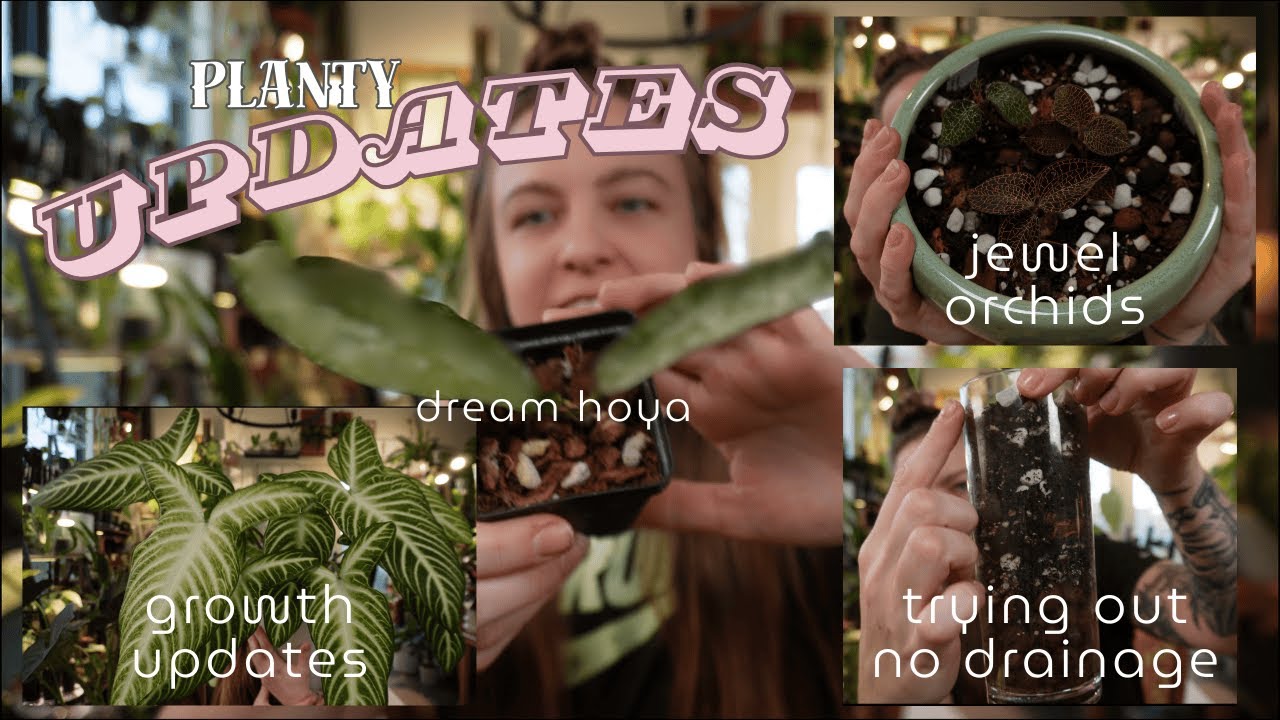 Planty updates | New plants, growing alocasia, no drainage & more!