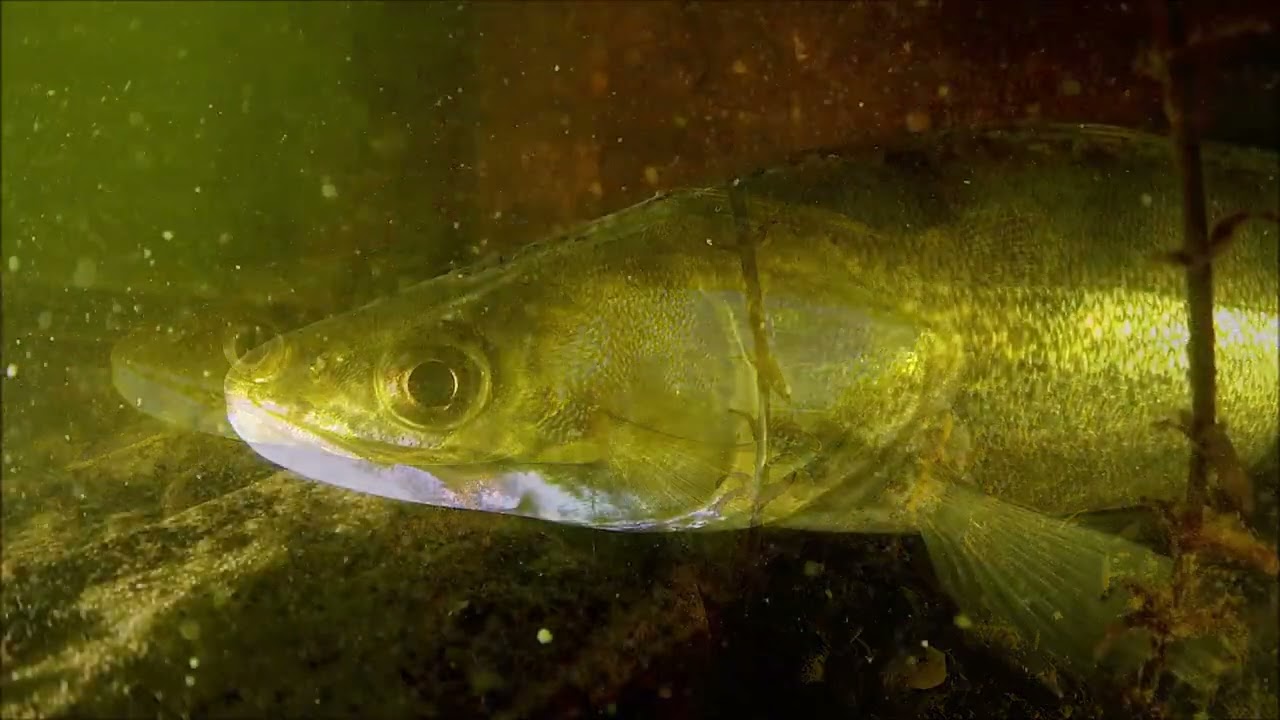 Suivi 2021 des récifs artificiels sur le lac de Parentis-Biscarrosse   - département des LANDES
