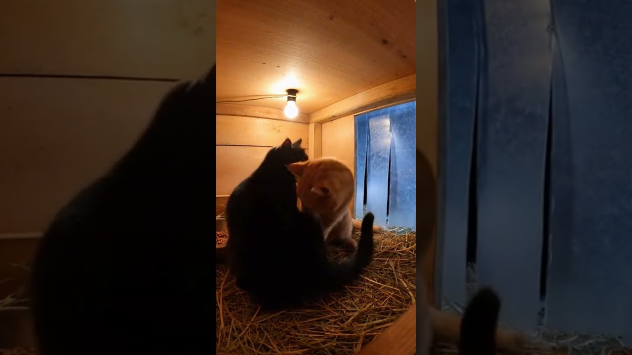He Was Sleeping Alone… Until Another Cat Arrived 🐾