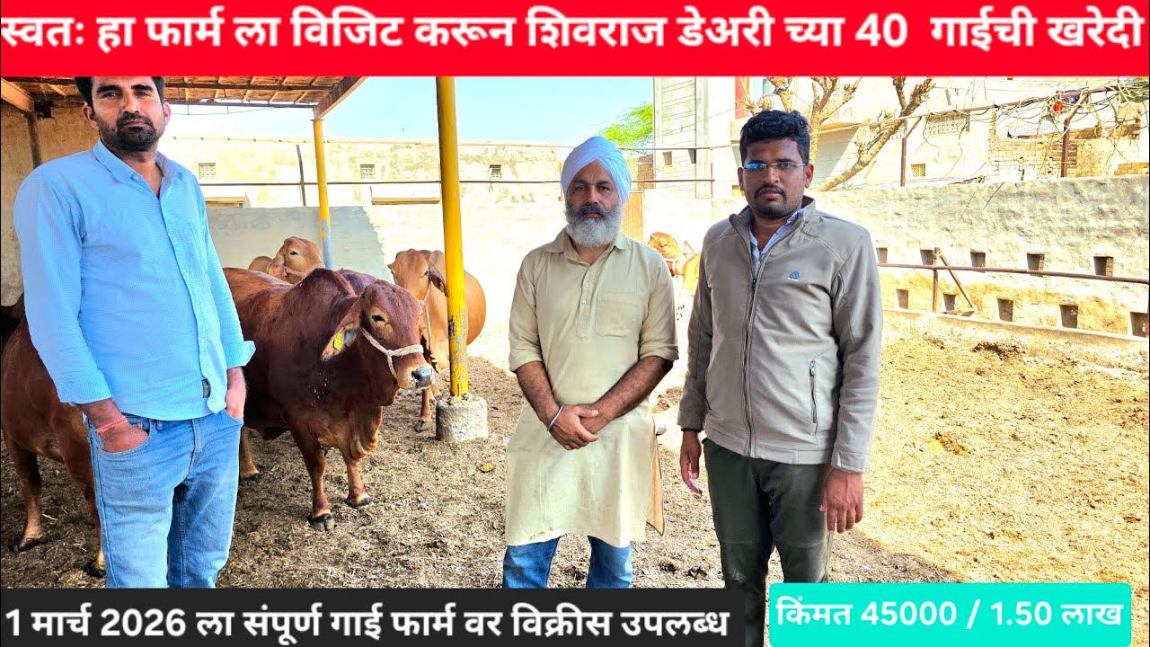 सहिवाल गाय कशी ओळखावी व किंमत किती आहे (full video top) #cow #sahiwal #farming  @shivrajdairyfarm 
