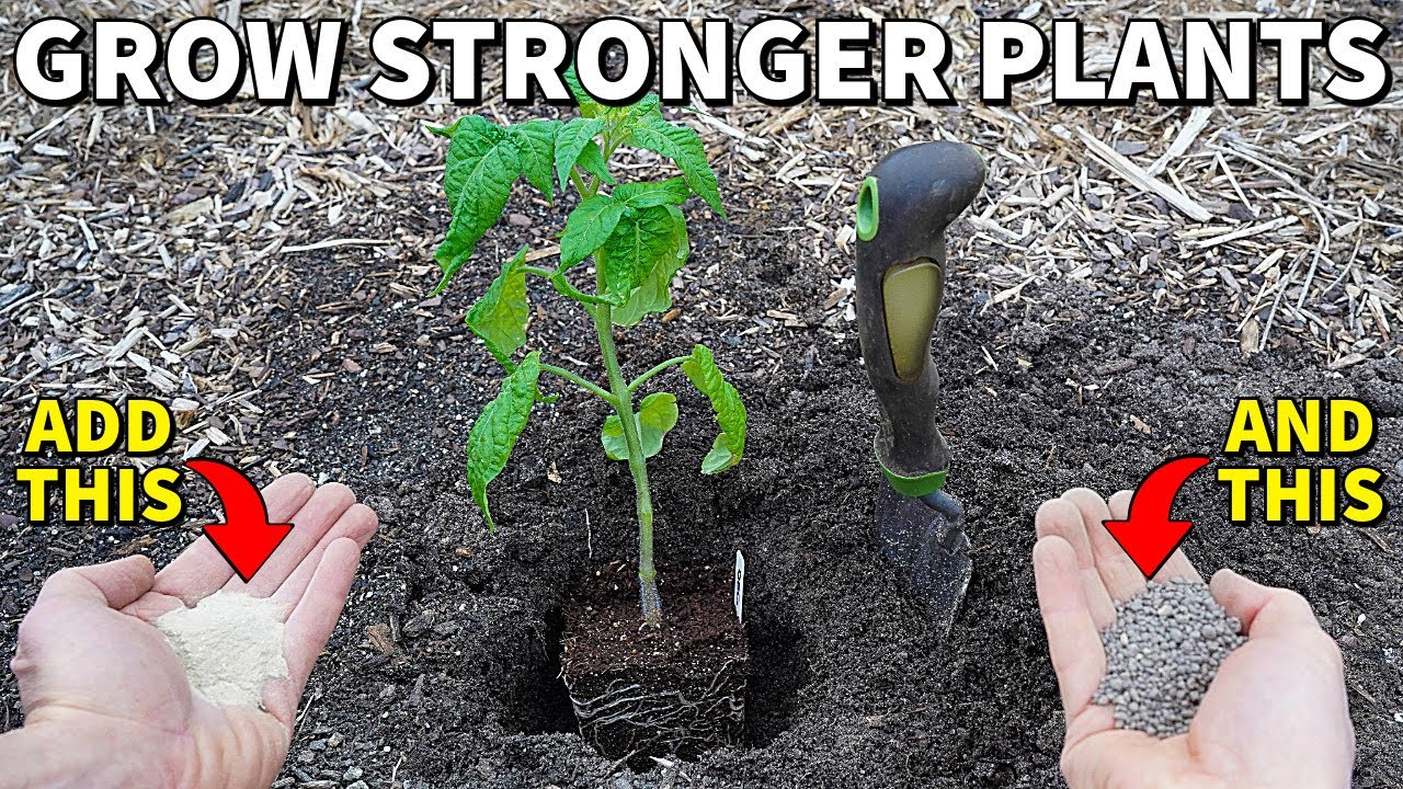 Add This To Your Planting Hole For Strong Plants And Maximum Production!