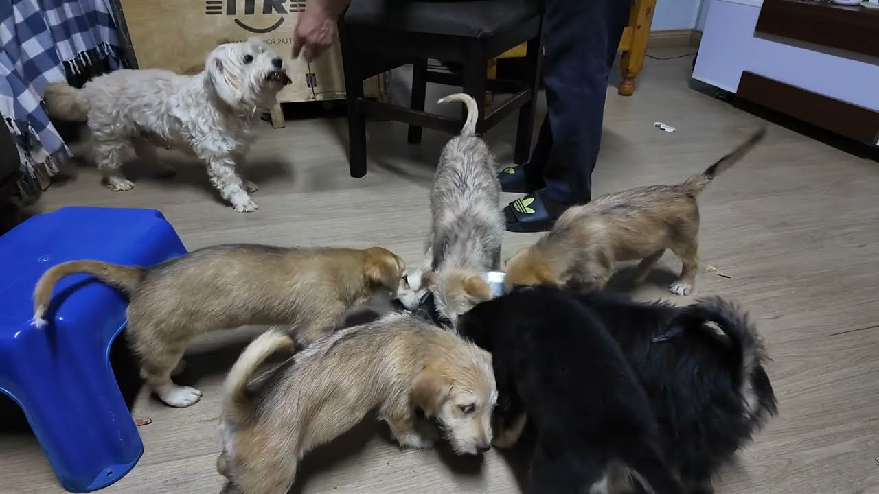 FEEDING MY DOGS AT HOME | LIFE OF AN EXPAT IN UGANDA