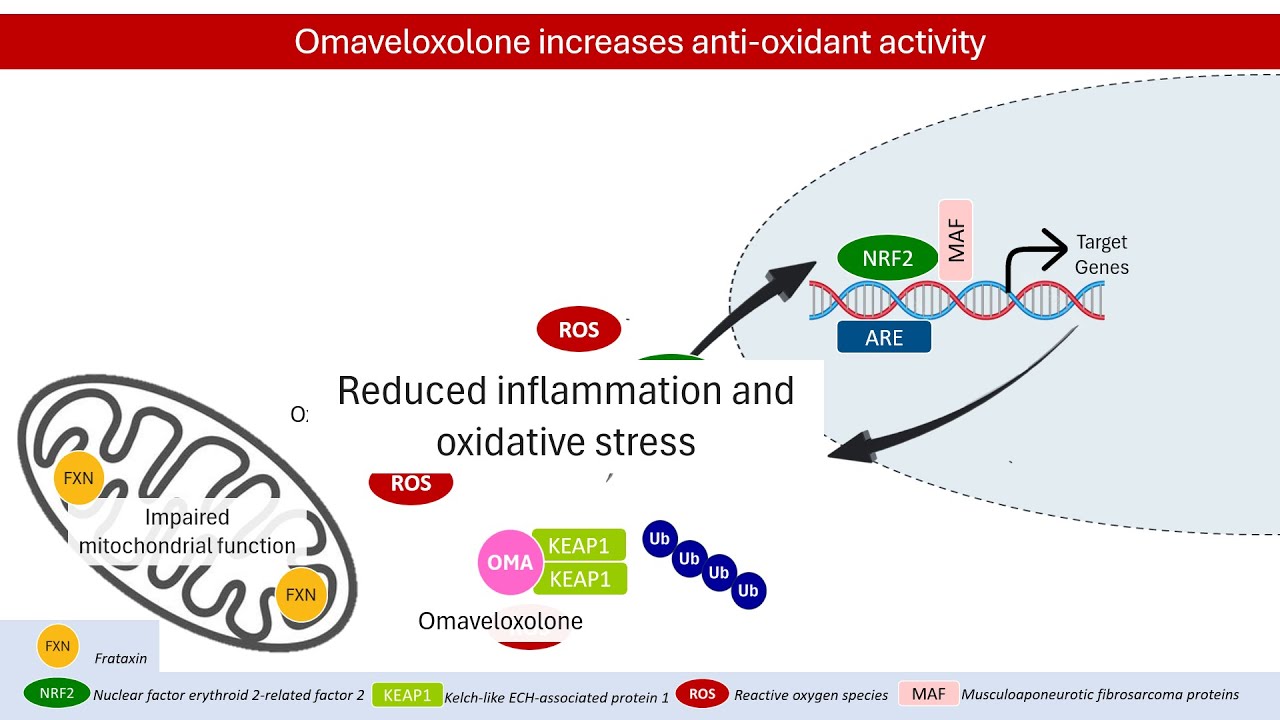 Slowing Friedreich Ataxia Progression with Omaveloxolone: How It Works │PHARMACOLOGY