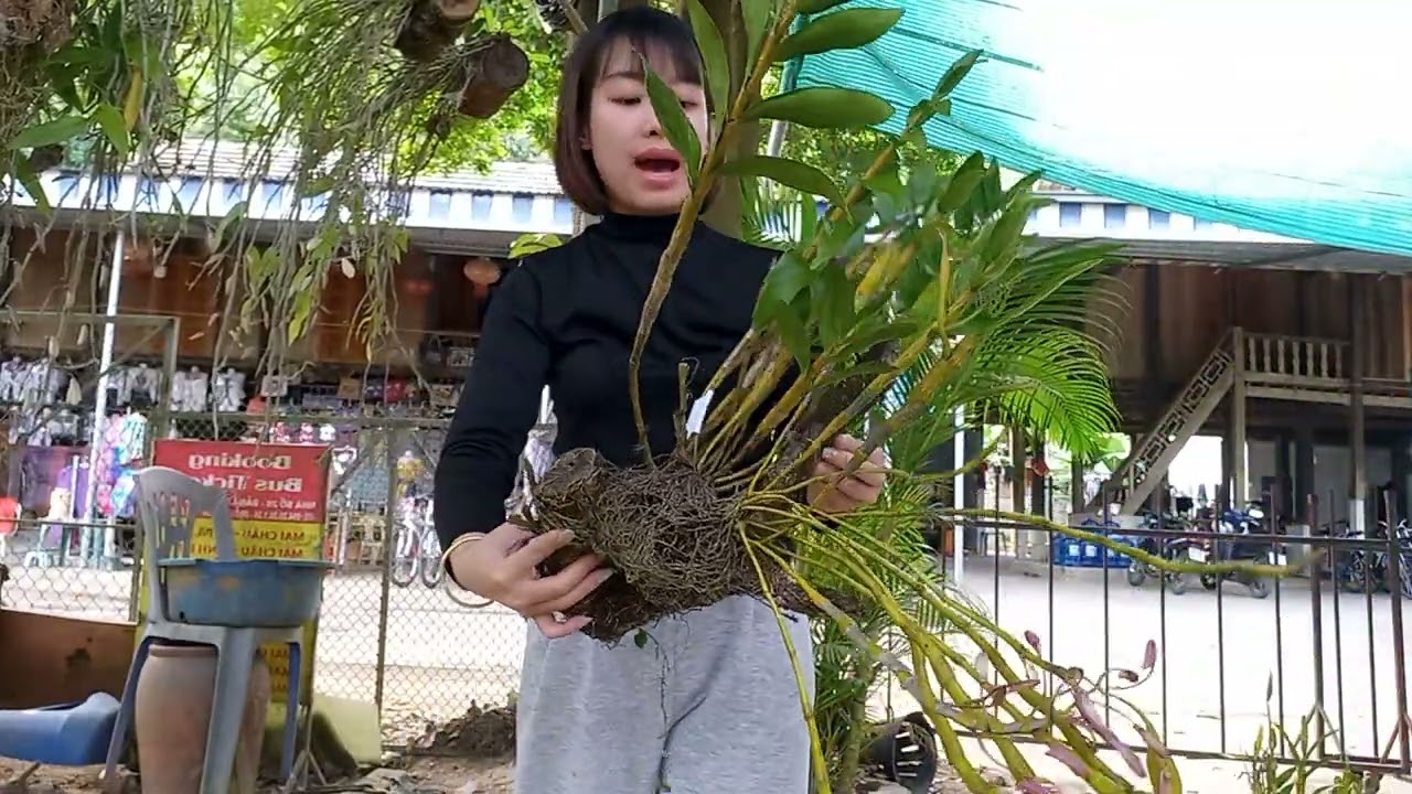 10/3 CÔ GIÁO VÙNG CAO BÁN LAN RỪNG GIÁ RẺ 0364773794 @ PHONG LAN RỪNG HÒA BÌNH 