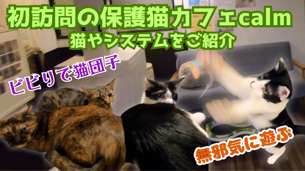 初訪問の保護猫カフェcalmビビりな子の猫団子とよく遊ぶ子　岡町駅Introducing the cats and the system at the first cat cafe I visited