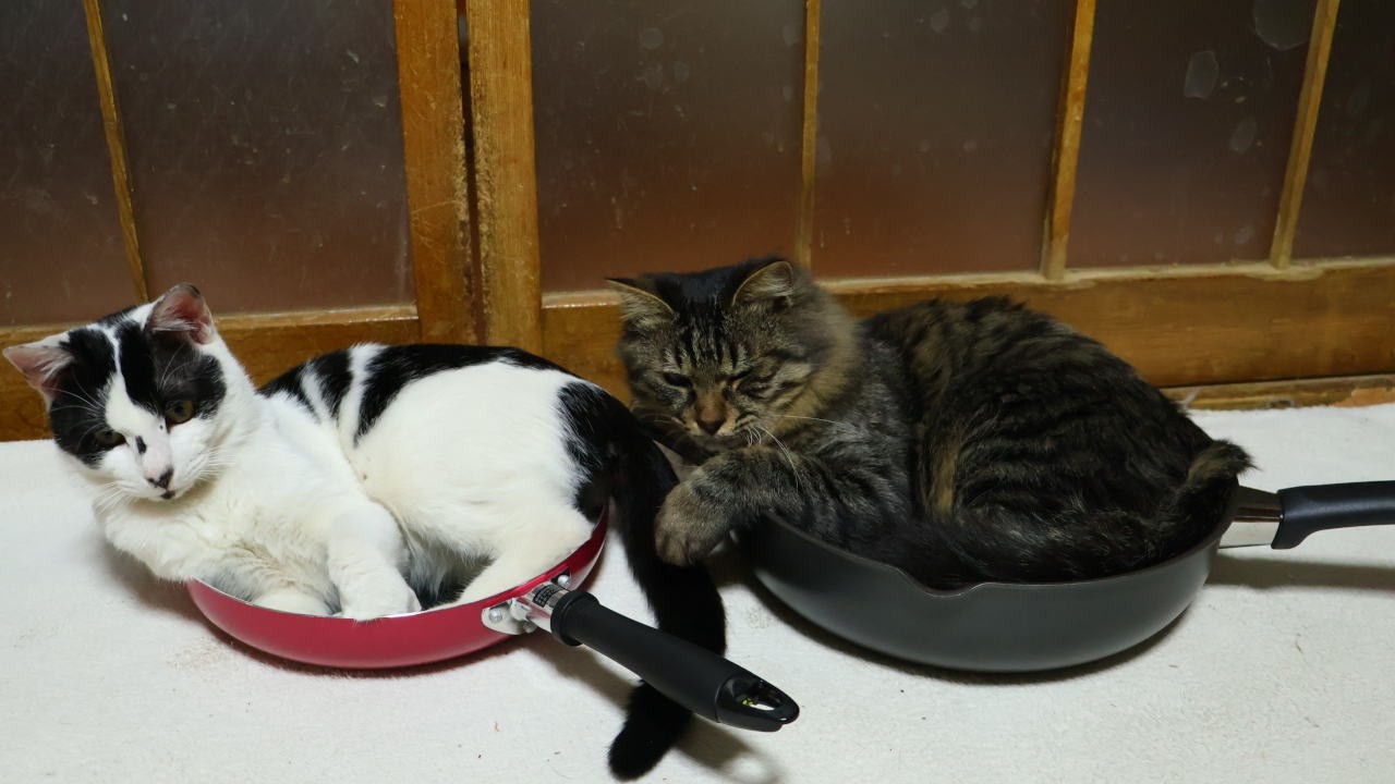 フライパン入り猫　260304