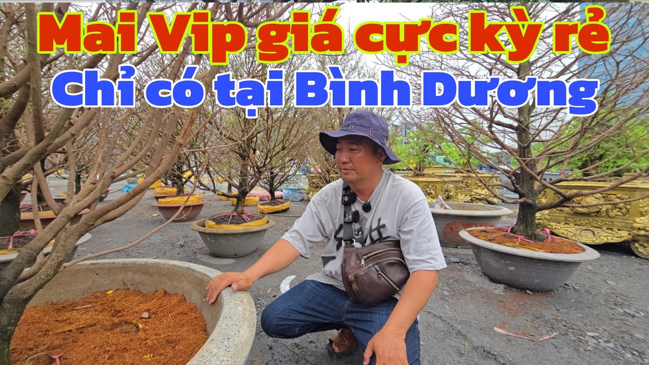 Tới công chuyện anh chủ Bình Dương kêu cứu bán rẻ như bán ve chai lô mai Vip 