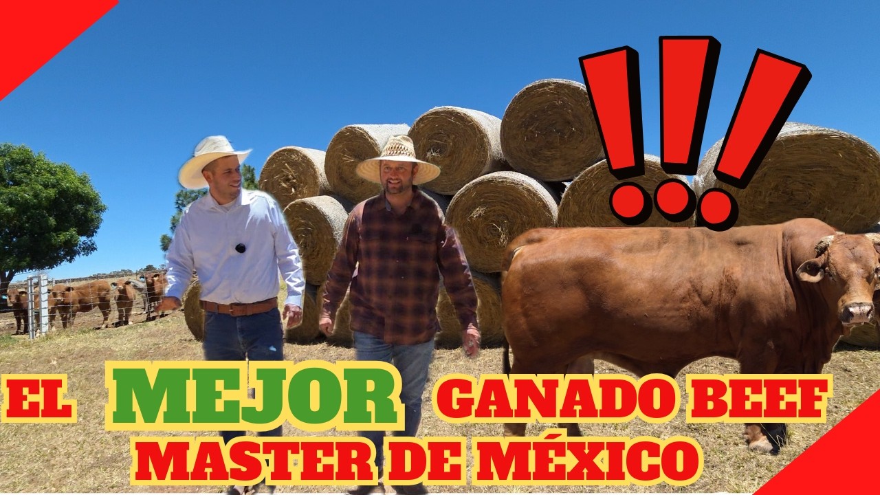 EL MEJOR GANADO BEEF MASTER DE TODO M&Eacute;XICO I LA RAZA que NO FALLA I RancheandoAndo