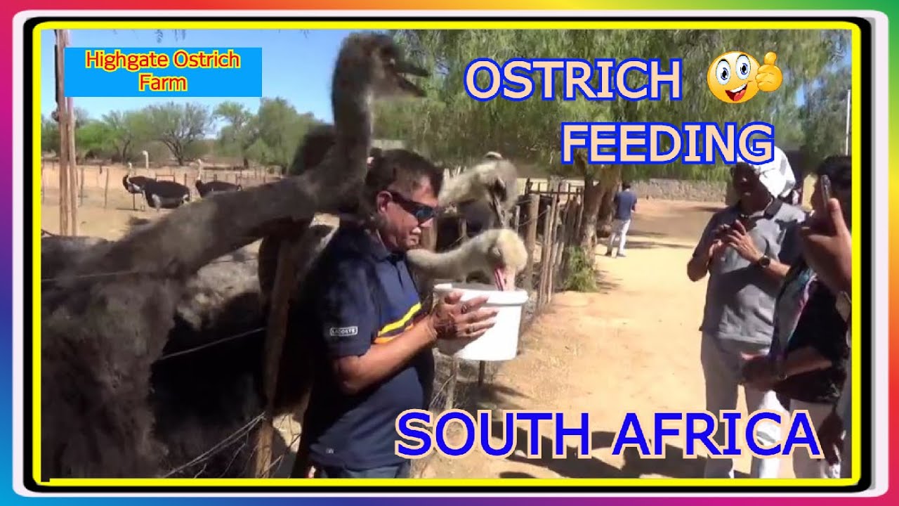 | FEEDING OF OSTRICH | HIGHGATE OSTRICH FARM | OUDTSHOORN |  SOUTH AFRICA TRAVEL GUIDE |