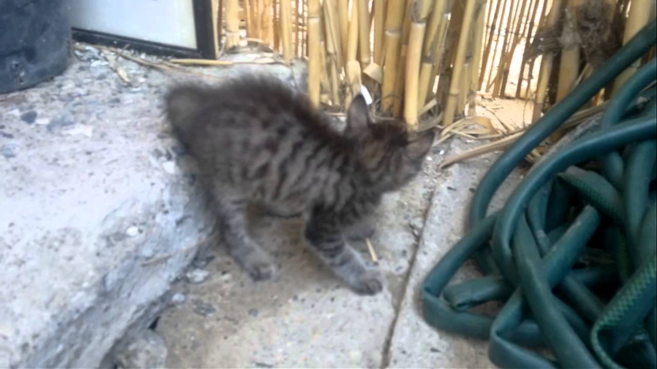 Angry little pussycat,Funny cat,Fight pussycat,Cat attack,Cat logic,面白い面白いです,hoogs vermaaklike
