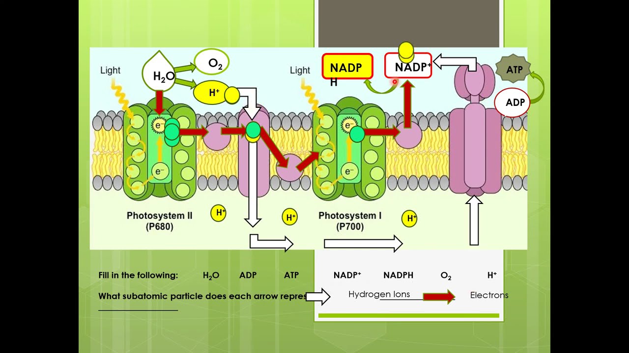 Photosynthesis Test Review