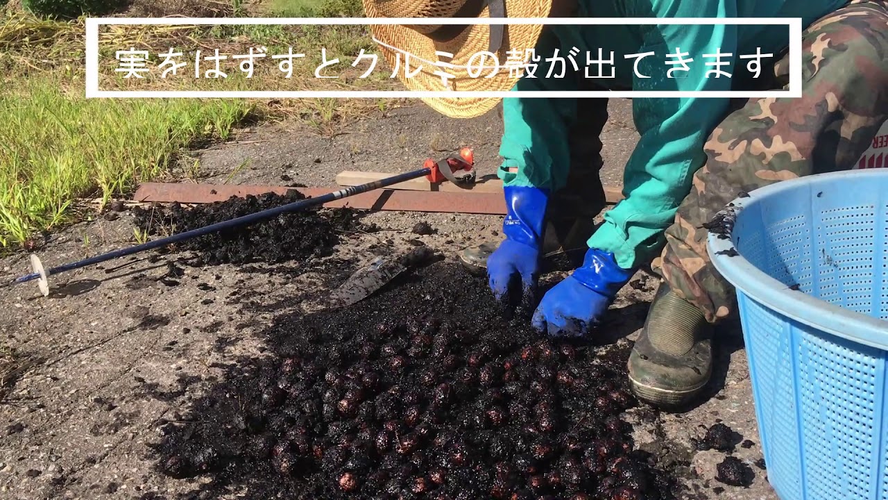 里山の保存食 胡桃（くるみ）採取編【Japanese food culture】