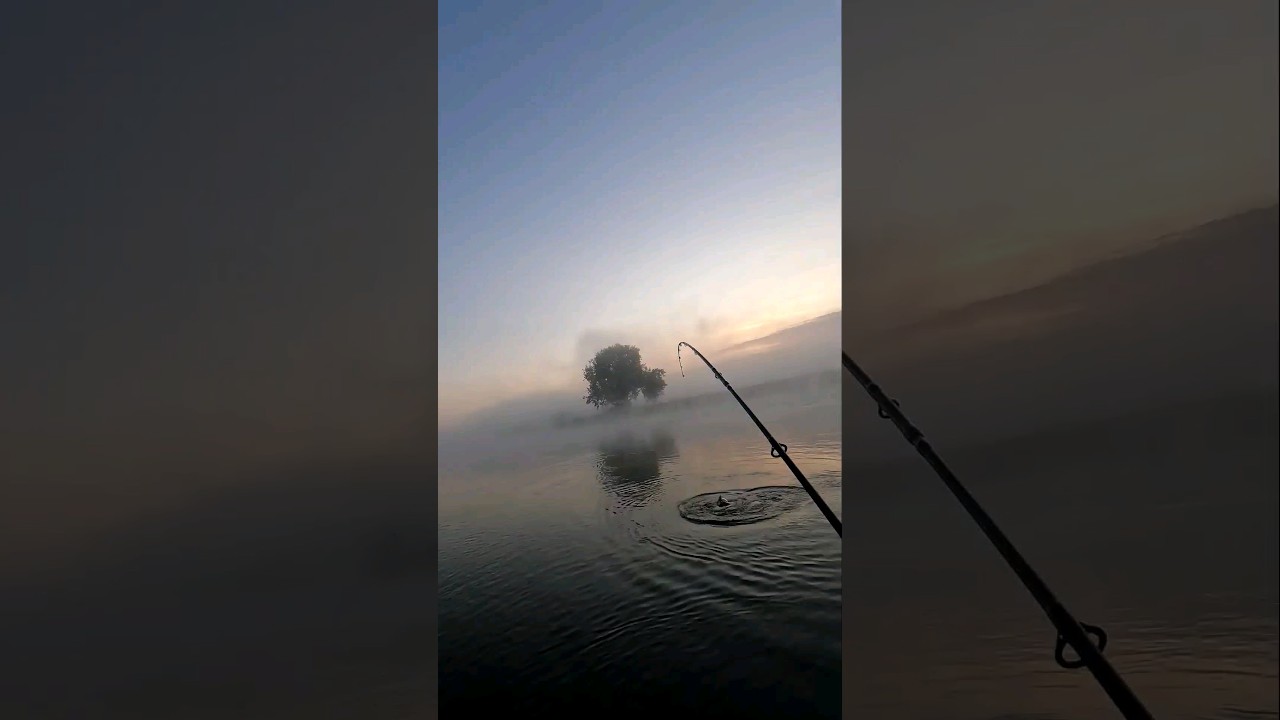 Roofblei bij de IJssel. #fishing #angler #rivermonsters #bigfish #lurefishing #predatorfish